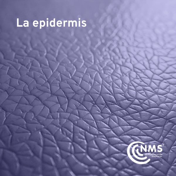 La Epidermis